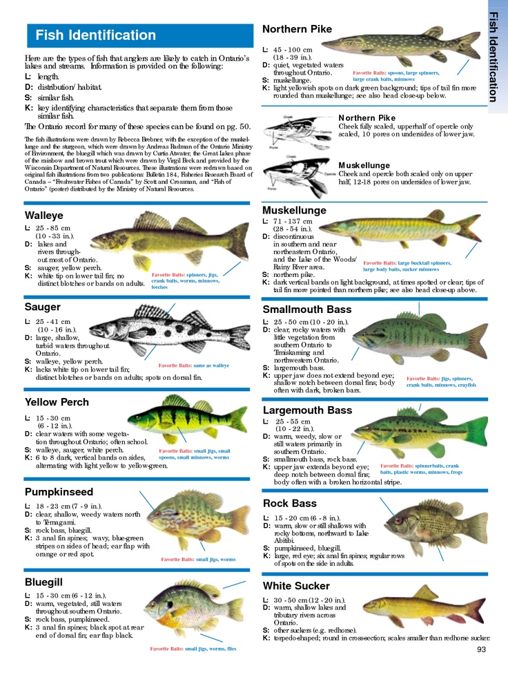 the rom field guide to freshwater fishes of ontario