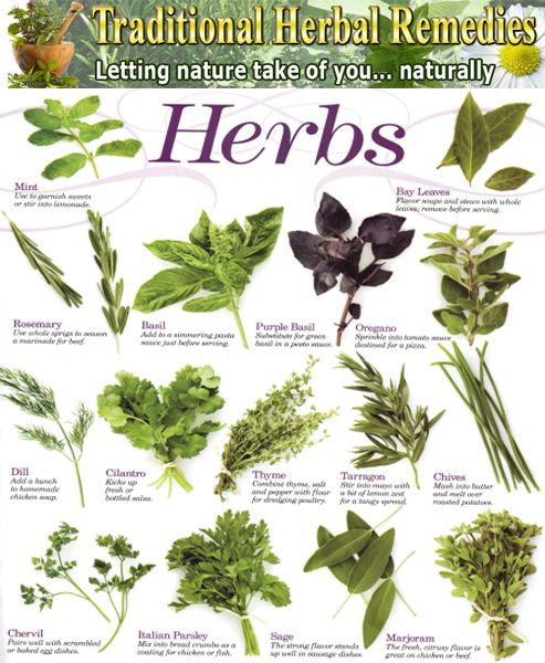 a guide to understanding herbal medicines