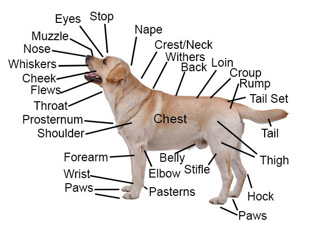 list of guide dog commands