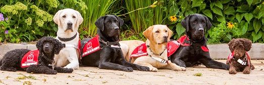 lions foundation of canada dog guides