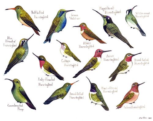 guide to field identification birds of north america