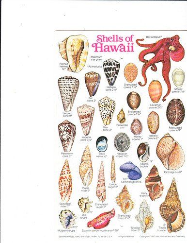 the unix c shell field guide