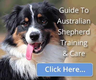 how to become a guide dog trainer australia