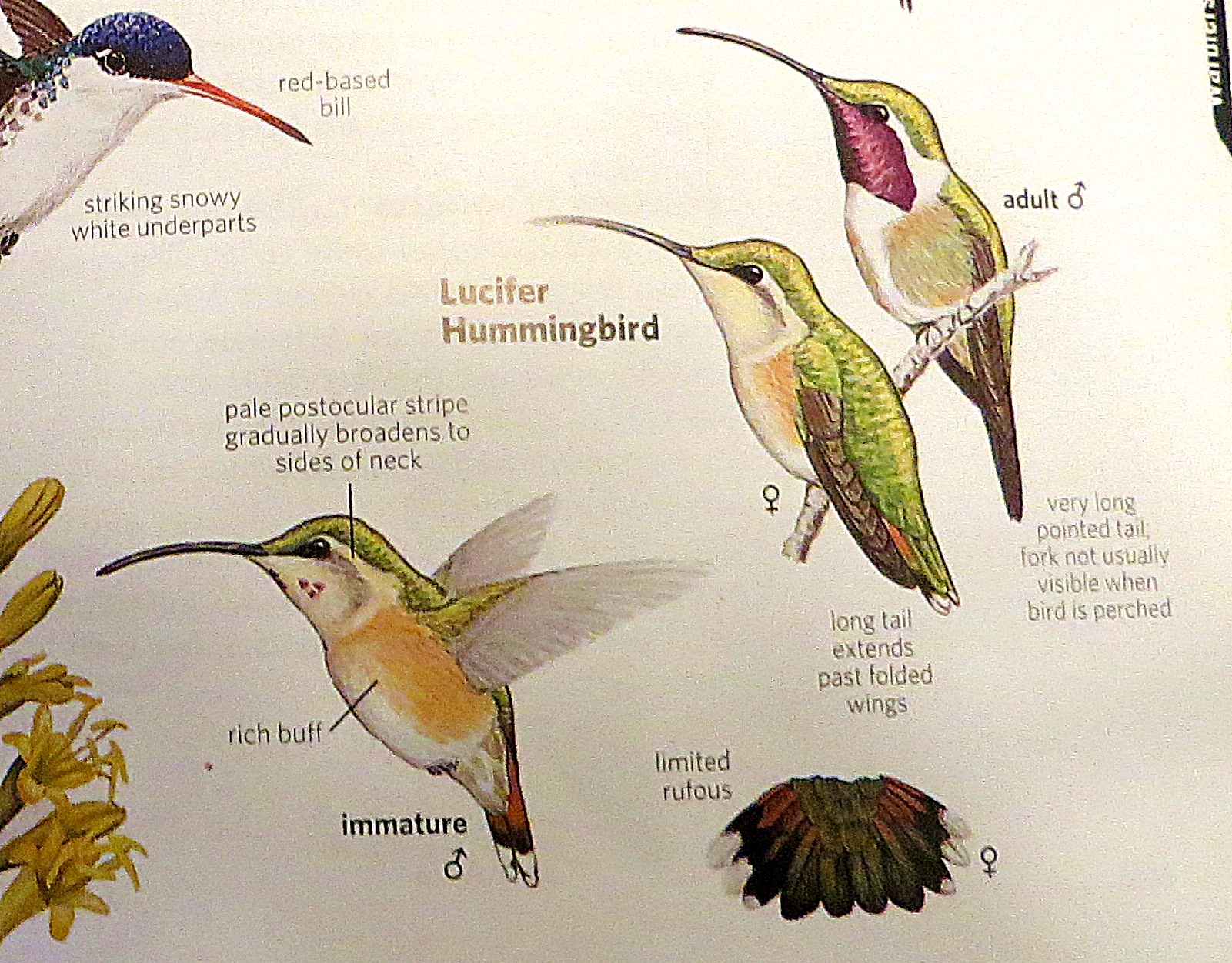 guide to field identification birds of north america