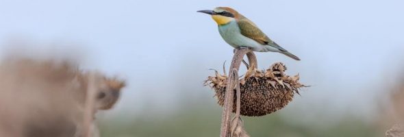 peterson field guides
